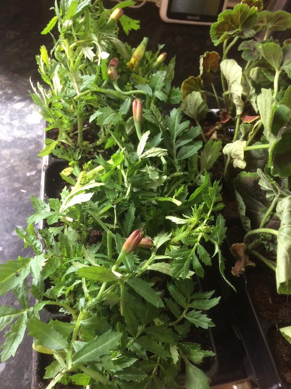 Ordered in April got plants in June wrong ones then told sold out