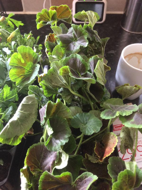 Ordered in April got plants in June wrong ones then told sold out
