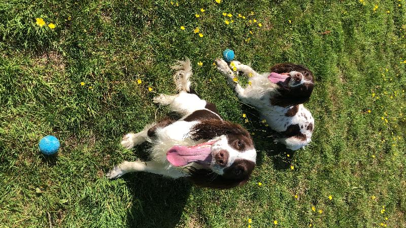 After 2 bags of skinners my  Springer has finally started to put on weight.