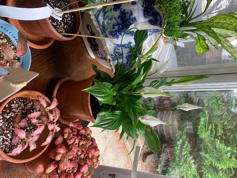 Very happy with the purchase from future gardens.