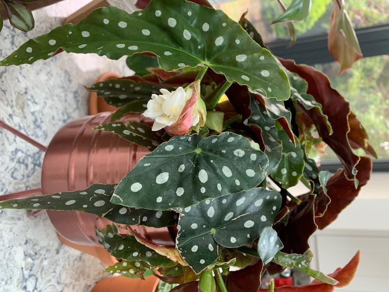 Very happy with the purchase from future gardens.