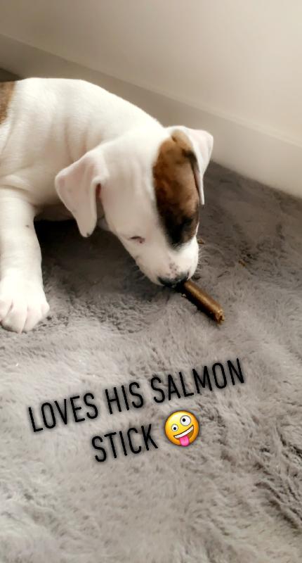 Loves his puppy raw and loves all his treats😆 one happy mum and pup