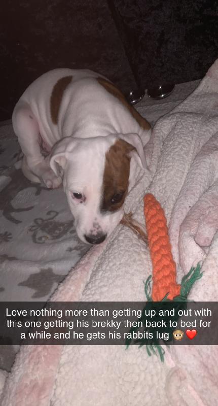 Loves his puppy raw and loves all his treats😆 one happy mum and pup