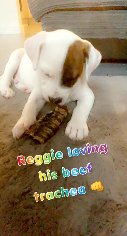 Loves his puppy raw and loves all his treats😆 one happy mum and pup