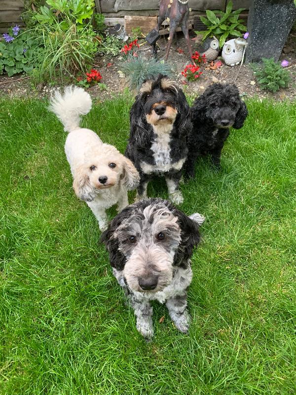 Happy dogs on pro raw !
