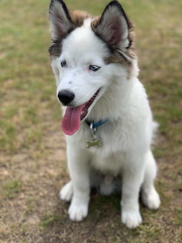 Great service, great variety. My pomsky pup absolutely loves it!