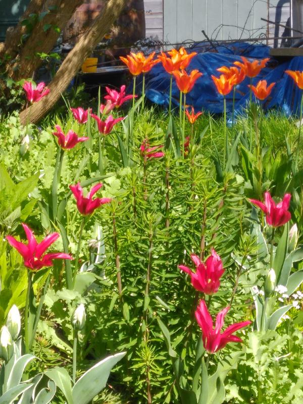 Exquisite, healthy blooms
