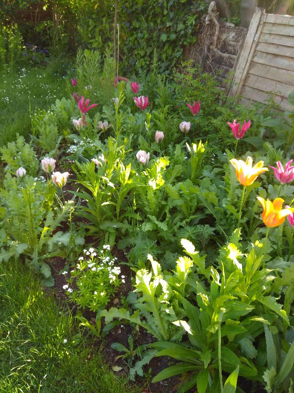 Exquisite, healthy blooms