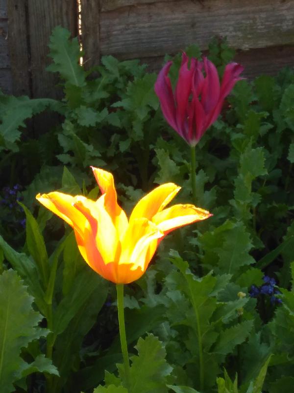 Exquisite, healthy blooms