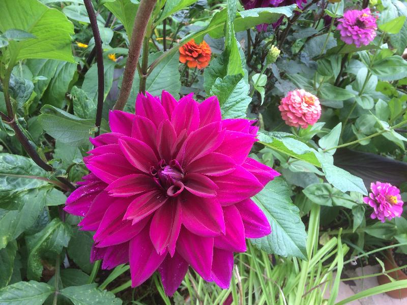 Great customer service and fabulous plants