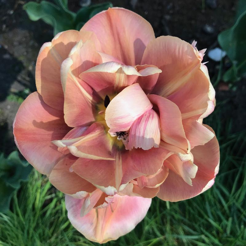 The best bulbs in the UK