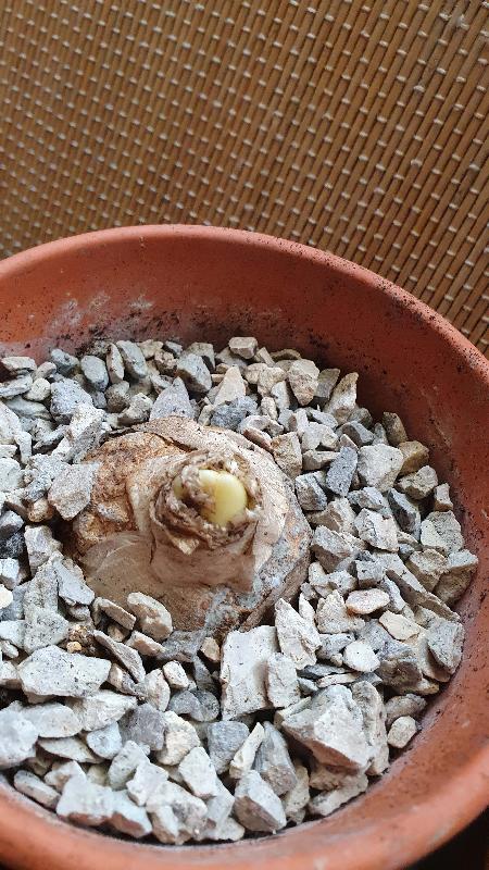Mit schimmel befallen Zwiebel !
