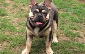 forthglade cold pressed dog food review