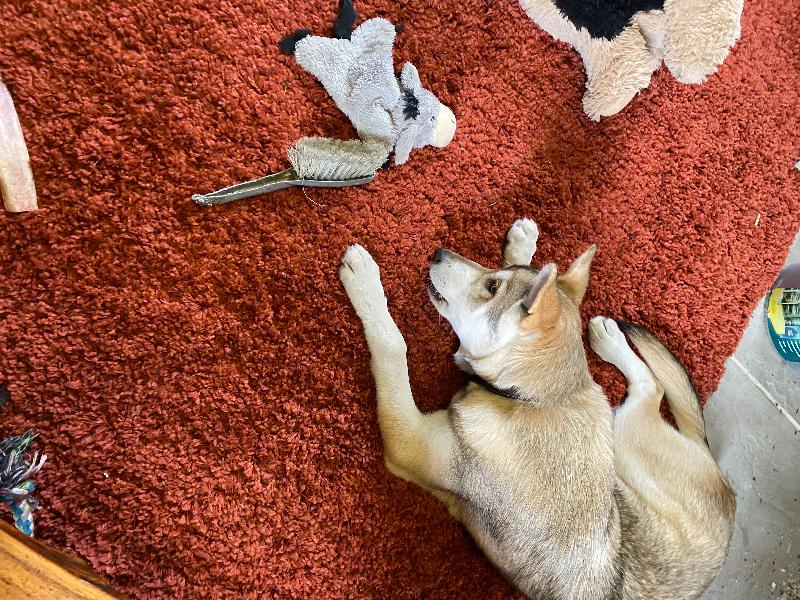 Great service and Tamaskan doggy loves ‘em !
