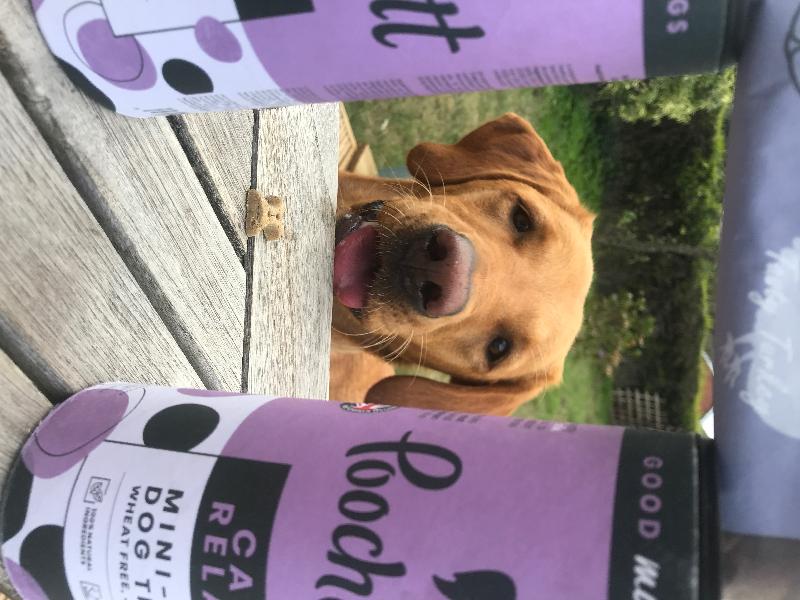 Awesome paw treats