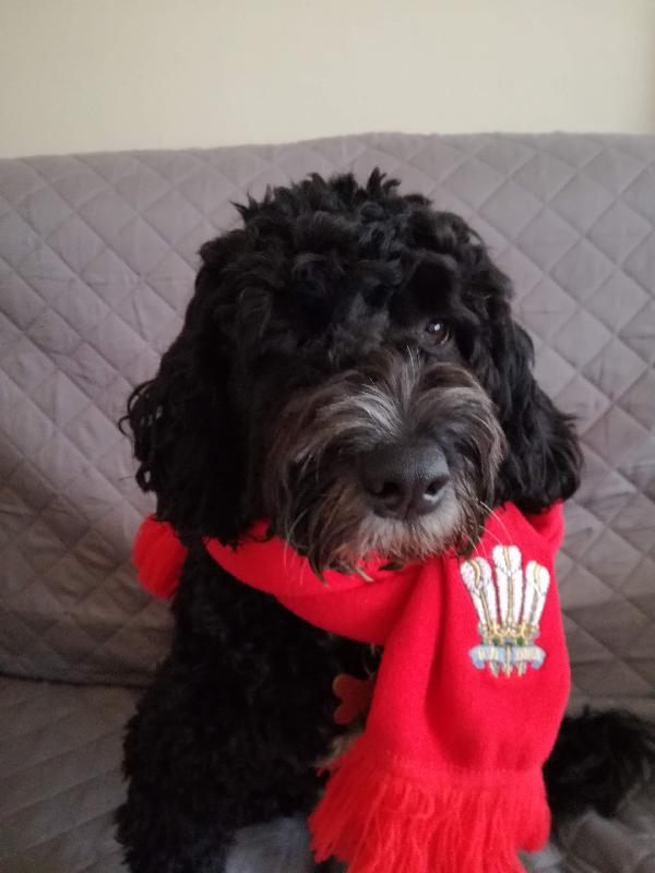 I have a very happy dog, he loves the food.