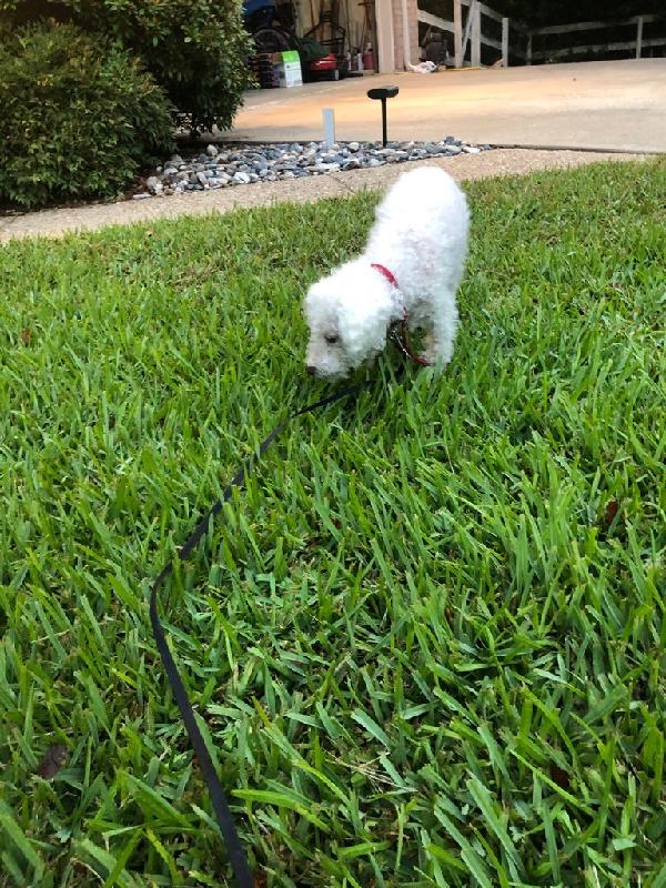 If it weren't for Chris on the phone I wouldn't have pet care insurance!