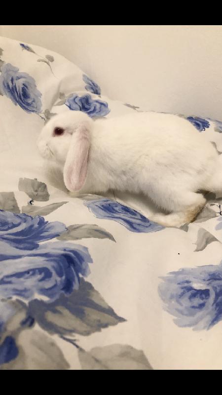 Great service and have all my rabbits insured by ED. No quibble claims too.