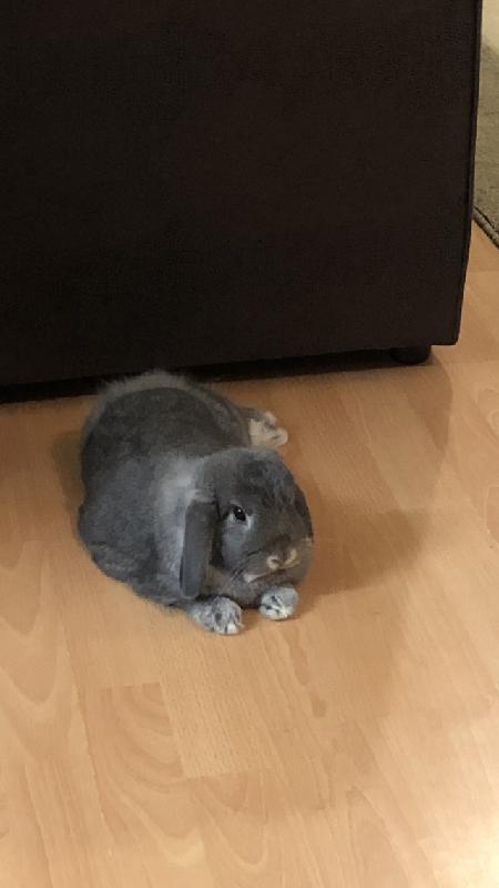 Great service and have all my rabbits insured by ED. No quibble claims too.