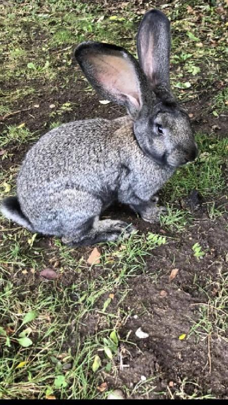 Great service and have all my rabbits insured by ED. No quibble claims too.