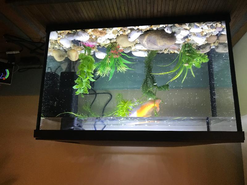 Goldie my fish is thrilled with her new home. She is so much more active.