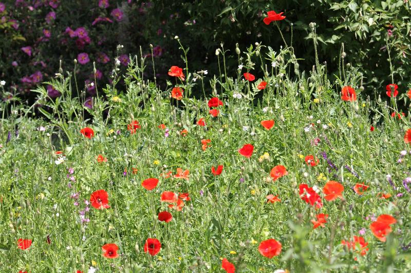 stunning display of wild flowers