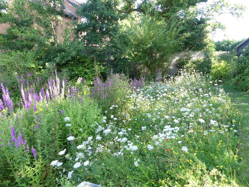stunning display of wild flowers