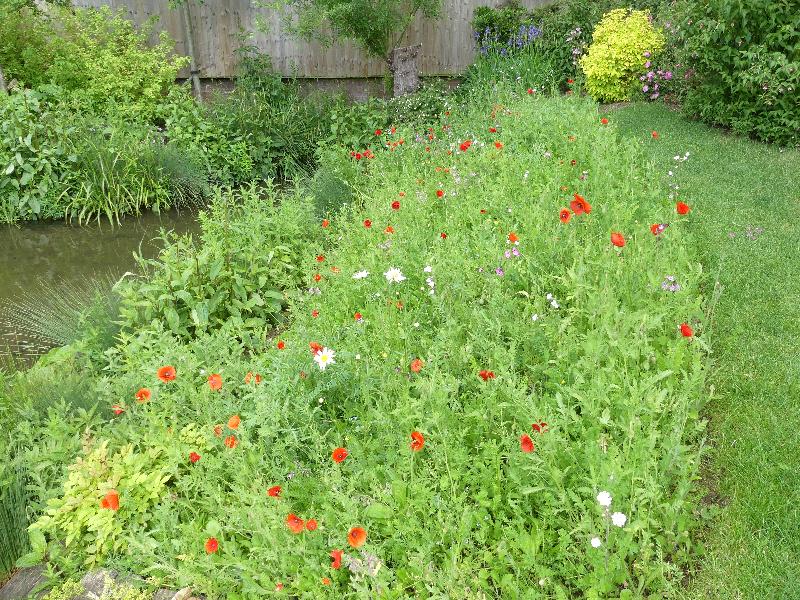 stunning display of wild flowers