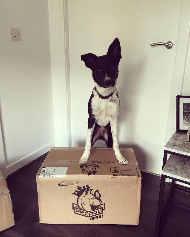 One very happy dog