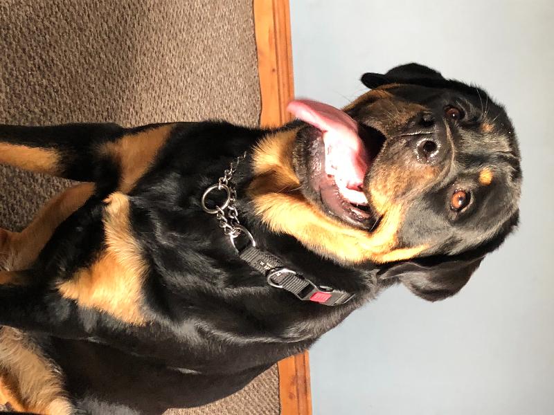 Super quality dog food
