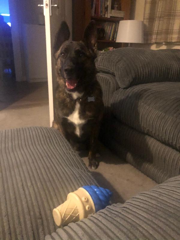 Stinky but my pups favourite!