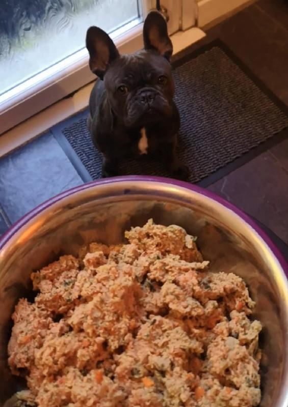 My dog best food