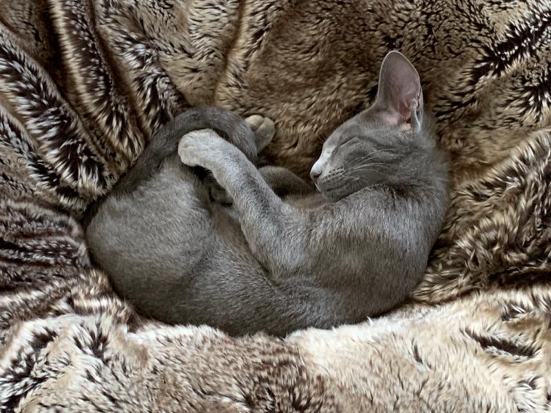 Prompt claim consideration & payment. Discounts for multiple pets. Helpful