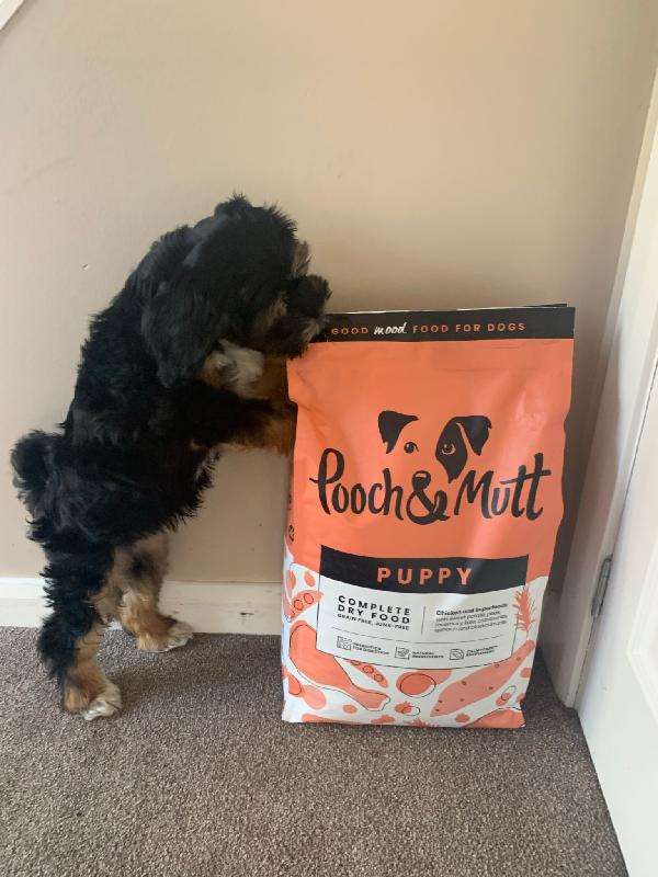 Yummy food & great service, Foster, Tibetan Terrier age 4 months 😉