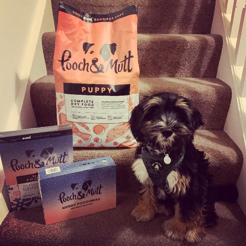 Yummy food & great service, Foster, Tibetan Terrier age 4 months 😉