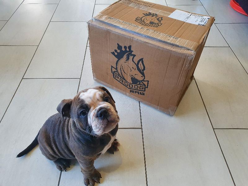 Little pup loves this stuff!