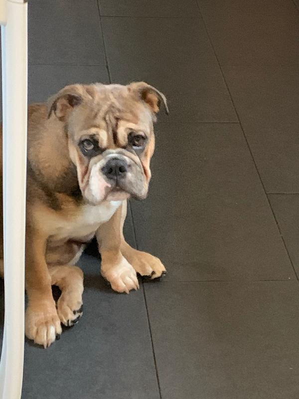 Best raw puppy food