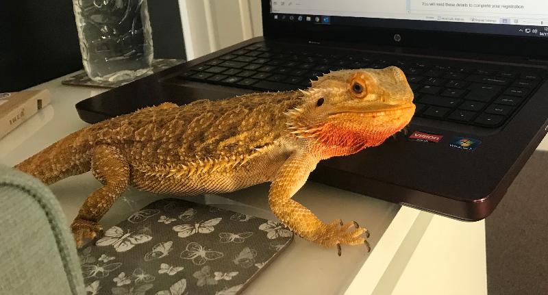 Great customer service and cover for exotic pets.