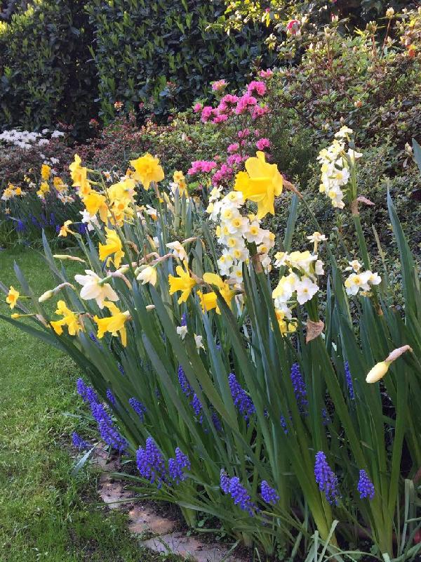 Tulipani, narcisi e muscari colorano la primavera!