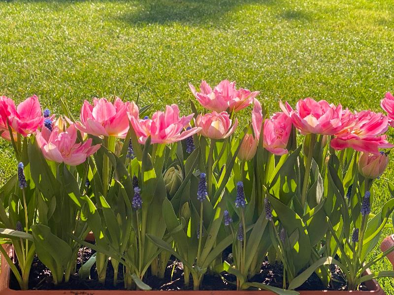 Tulipani, narcisi e muscari colorano la primavera!