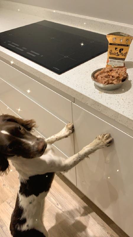 Excellent quality, recyclable, trendy and my dog loves it!