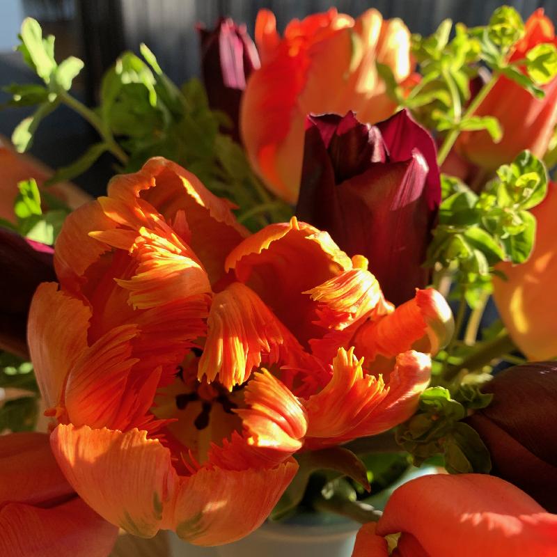 Don't buy bulbs anywhere else
