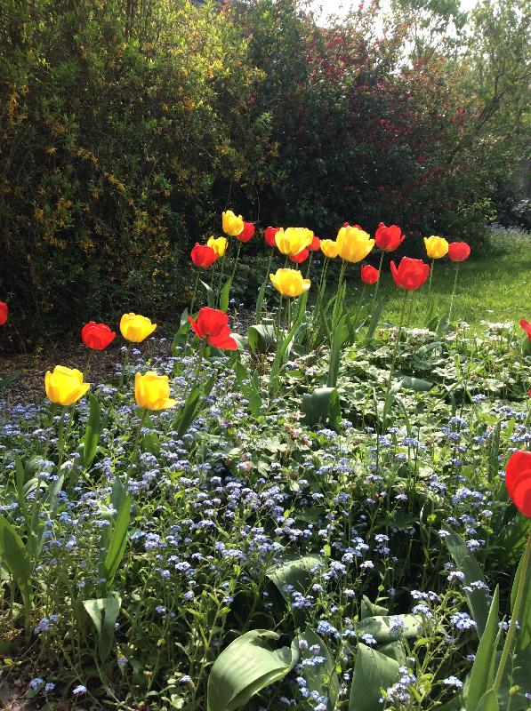 Bulbs make great presents - they come back each year to remind us of loved!