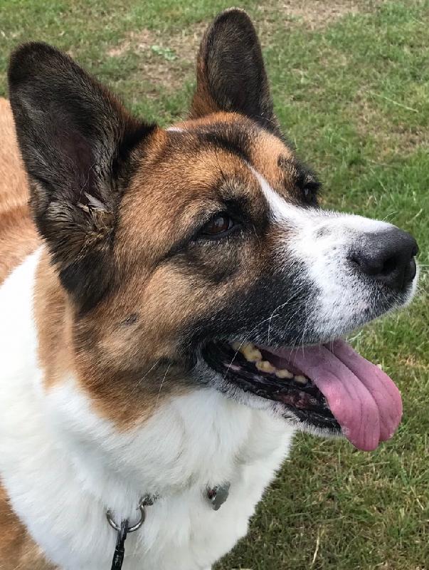One happy doggie.❤️