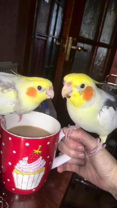 Birds enjoy Xmas toys