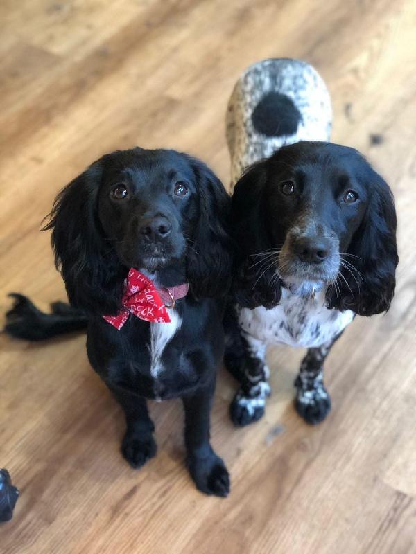 Christmas contentment
