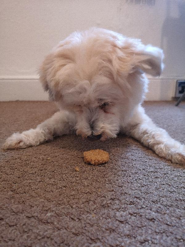 Natural and great quality food , treats