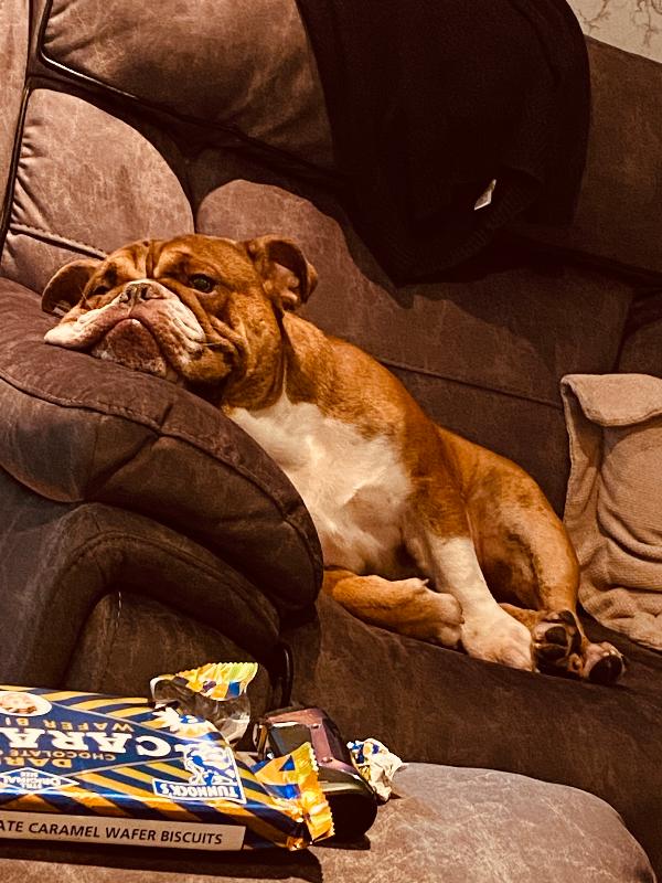 My dog loves this food. So easy and looks tasty actually