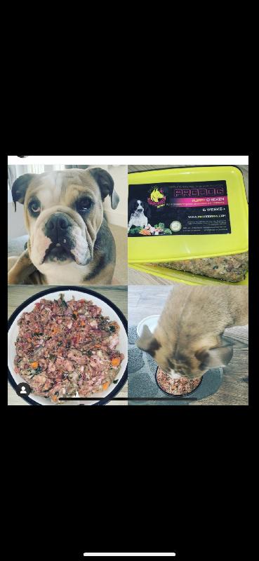 Amazing! Couldn’t recommend Enough. Thinking of raw feeding get in touch!