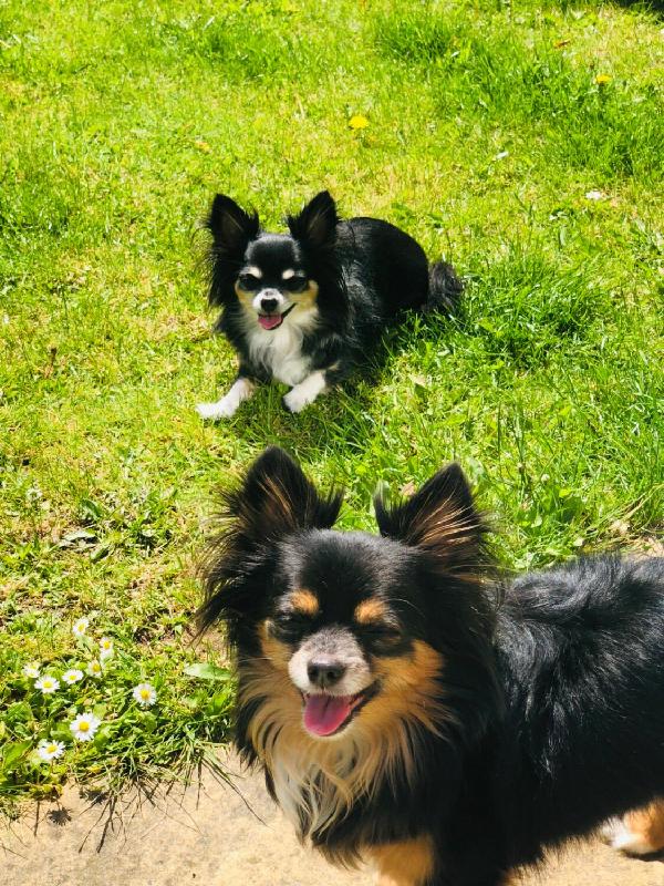 Excellent customer service. Excellent nutrition for any size dog. ThankU